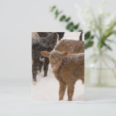 Carte Postale Calves (Debout devant)