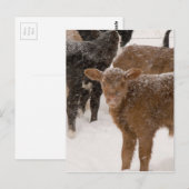 Carte Postale Calves (Devant / Derrière)