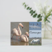 Carte postale Camargue (Debout devant)