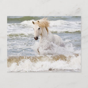 Carte Postale Camargue à cheval dans le Surf