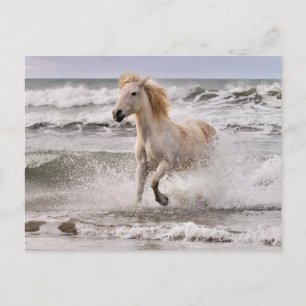 Carte Postale Camargue Horse court de Surf