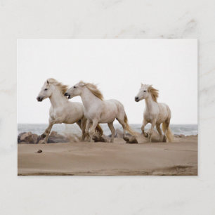 Carte Postale Camargue Horses courir sur la plage
