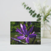 Carte Postale Camas commun 01 (Debout devant)