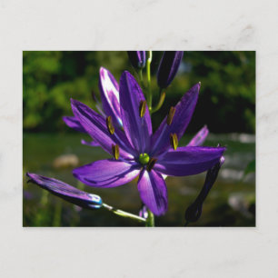 Carte Postale Camas commun 01