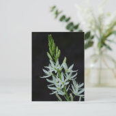 Carte postale Camassia Flower (Debout devant)