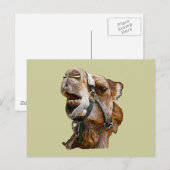 Carte postale Camel (Devant / Derrière)