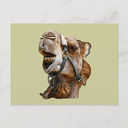 Carte postale Camel (Devant)