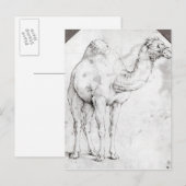 Carte Postale Camel (Devant / Derrière)