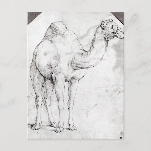 Carte Postale Camel (Devant)