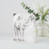Carte Postale Camel (Debout devant)