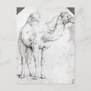 Carte Postale Camel