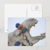 Carte Postale Camel (Devant / Derrière)