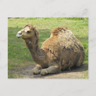 Carte postale Camel