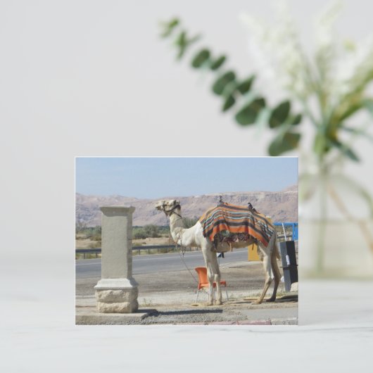 Carte Postale Camel (Debout devant)