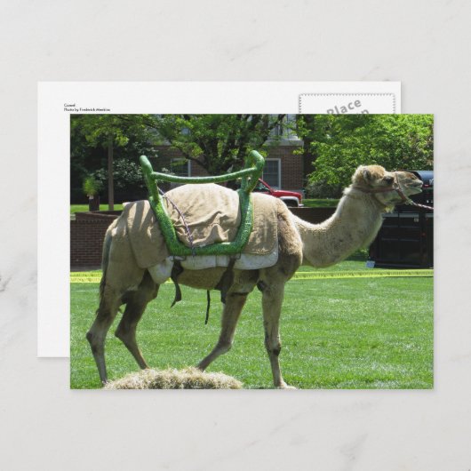 Carte Postale Camel (Devant / Derrière)