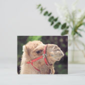 Carte Postale Camel (Debout devant)
