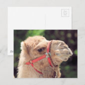 Carte Postale Camel (Devant / Derrière)
