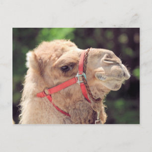Carte Postale Camel
