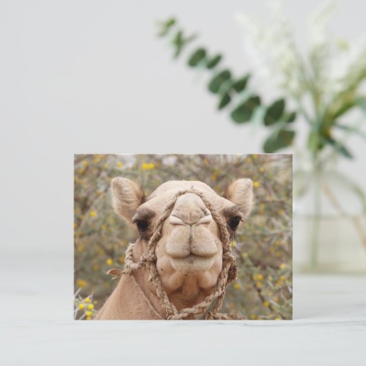 Carte Postale Camel (Debout devant)