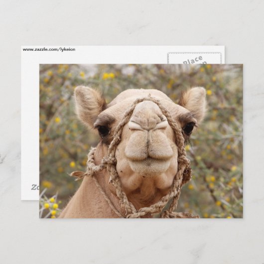 Carte Postale Camel (Devant / Derrière)