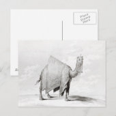 Carte Postale Camel (Devant / Derrière)