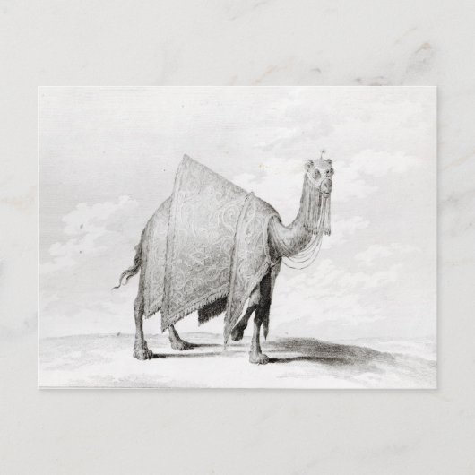 Carte Postale Camel (Devant)