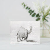 Carte Postale Camel (Debout devant)