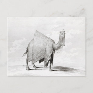 Carte Postale Camel