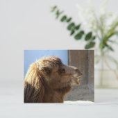 Carte Postale Camel (Debout devant)