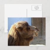 Carte Postale Camel (Devant / Derrière)