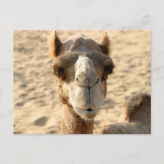Carte Postale Camel