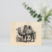 Carte Postale Camel 1800s vintage - Camel égyptien Modèle (Debout devant)