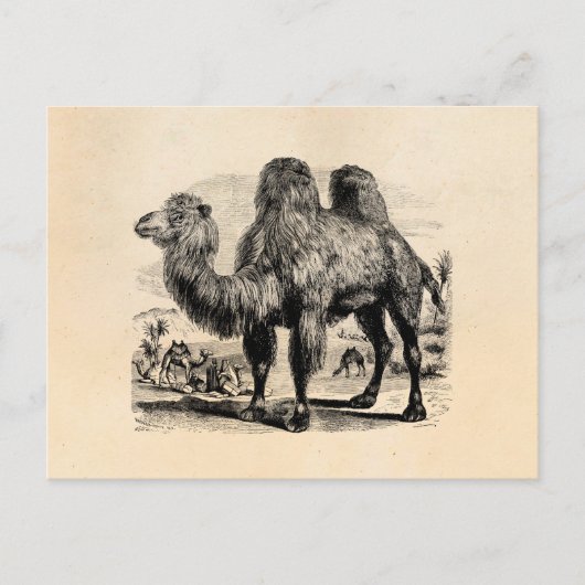 Carte Postale Camel 1800s vintage - Camel égyptien Modèle (Devant)