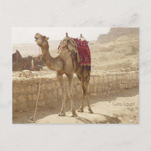 Carte Postale Camel à Giza Egypte (Devant)