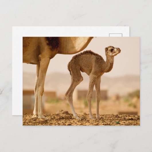 Carte Postale Camel bébé (Devant / Derrière)