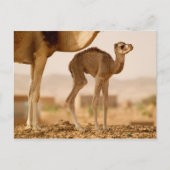 Carte Postale Camel bébé (Devant)