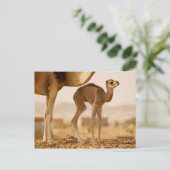Carte Postale Camel bébé (Debout devant)
