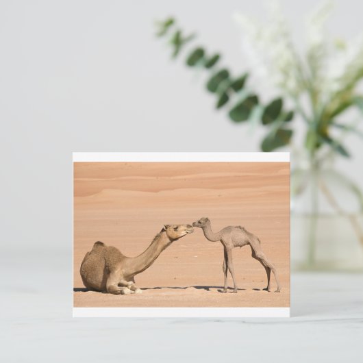 Carte Postale Camel bébé et sa mère (Debout devant)