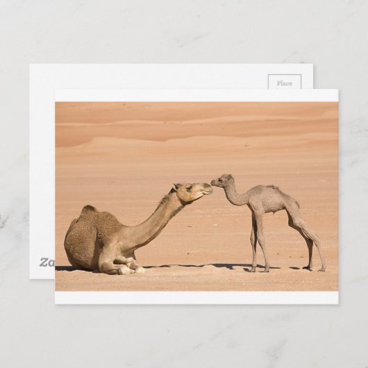 Carte Postale Camel bébé et sa mère (Devant / Derrière)