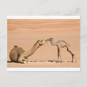 Carte Postale Camel bébé et sa mère