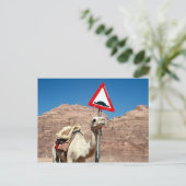 Carte Postale camel bosse jordan (Debout devant)