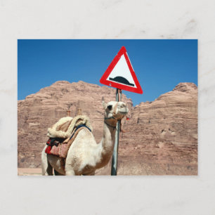 Carte Postale camel bosse jordan