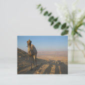 Carte Postale Camel dans le désert (Debout devant)