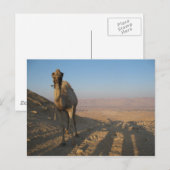 Carte Postale Camel dans le désert (Devant / Derrière)