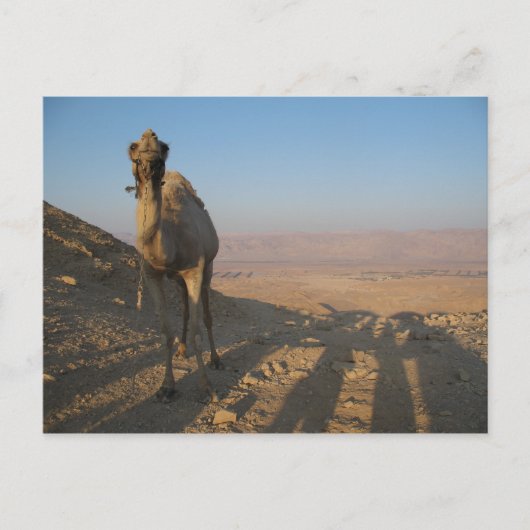 Carte Postale Camel dans le désert (Devant)