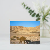 Carte Postale Camel dans le désert de Judée (Debout devant)