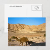 Carte Postale Camel dans le désert de Judée (Devant / Derrière)