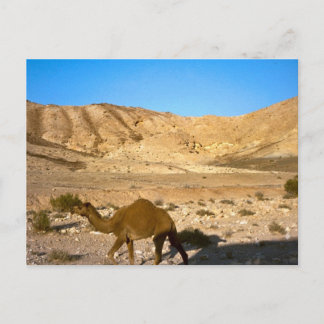Carte Postale Camel dans le désert de Judée