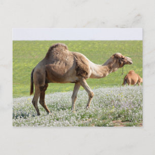 Carte Postale Camel dans un champ vert fleuri