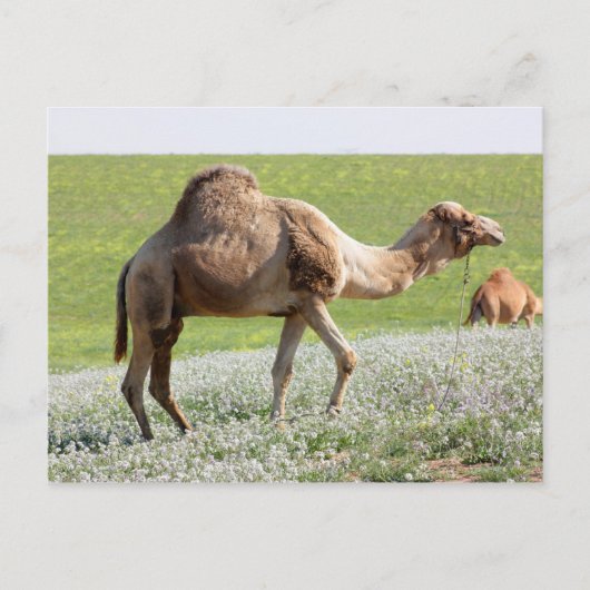 Carte Postale Camel dans un champ vert fleuri (Devant)
